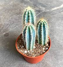 Pilosocereus Azureus