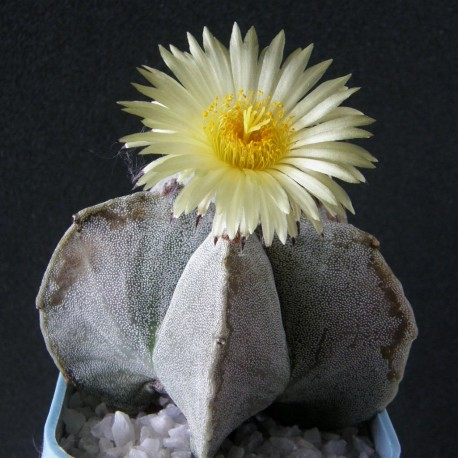 Astrophytum