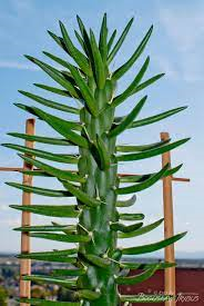 Austrocylindropuntia Subulata