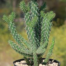 Cylindropuntia imbricata