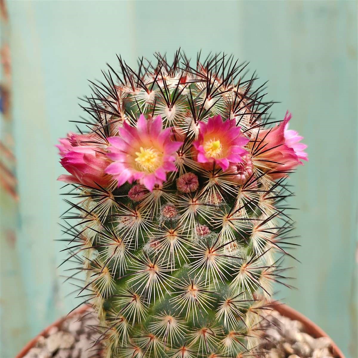 Mammillaria microhelia