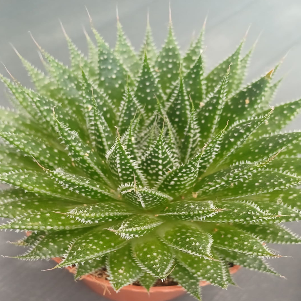 aloe-aristata