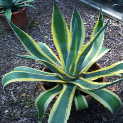 Agave-americana