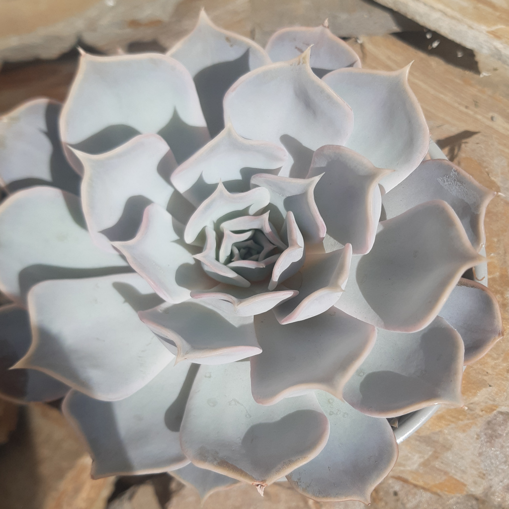 gymnocalycium-horstii
