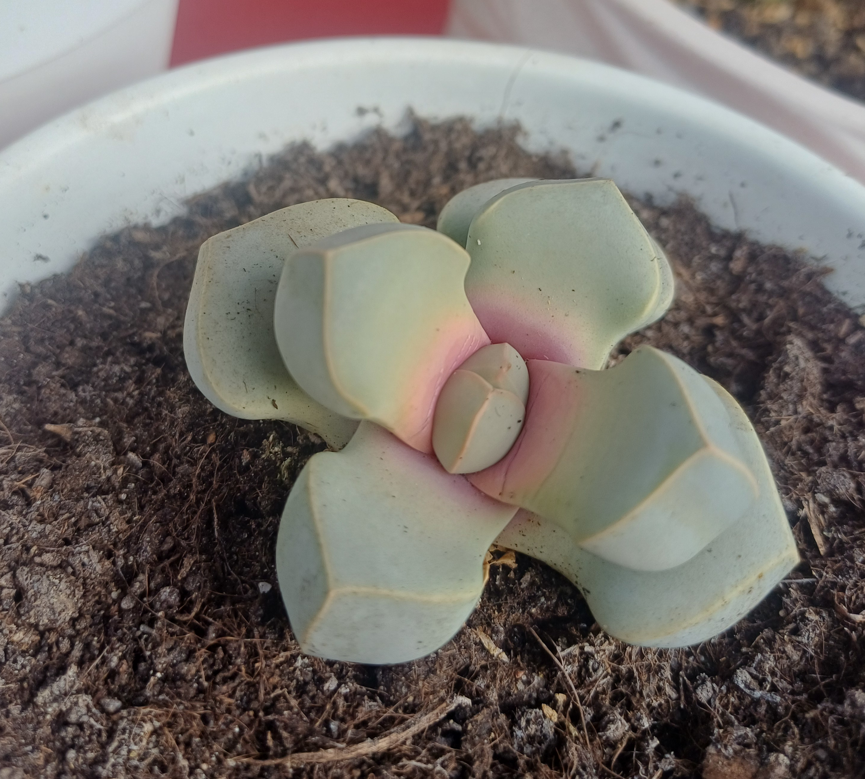 Lapidaria margaretae